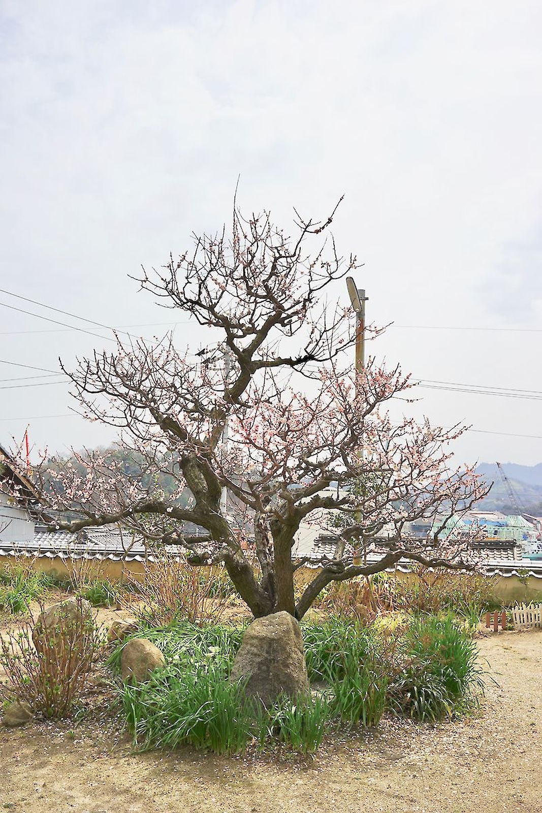 Onomichi Tree