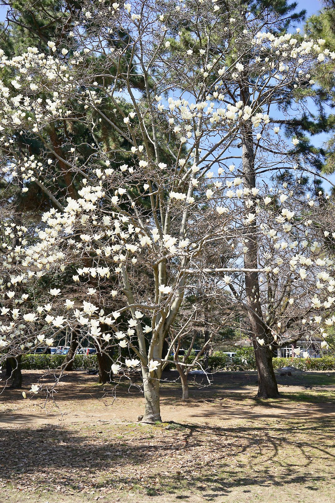 White Tree