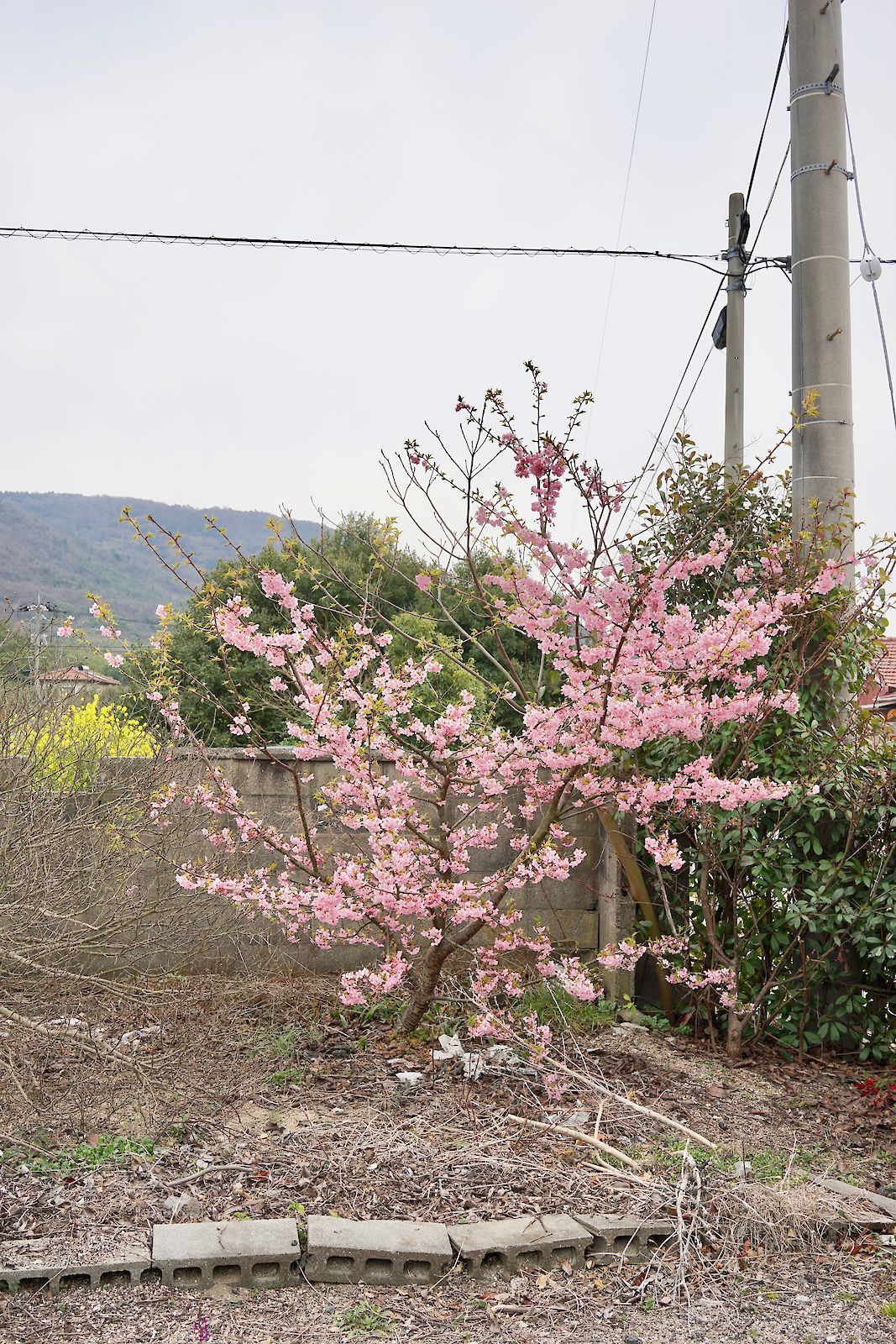 Teshima Tree