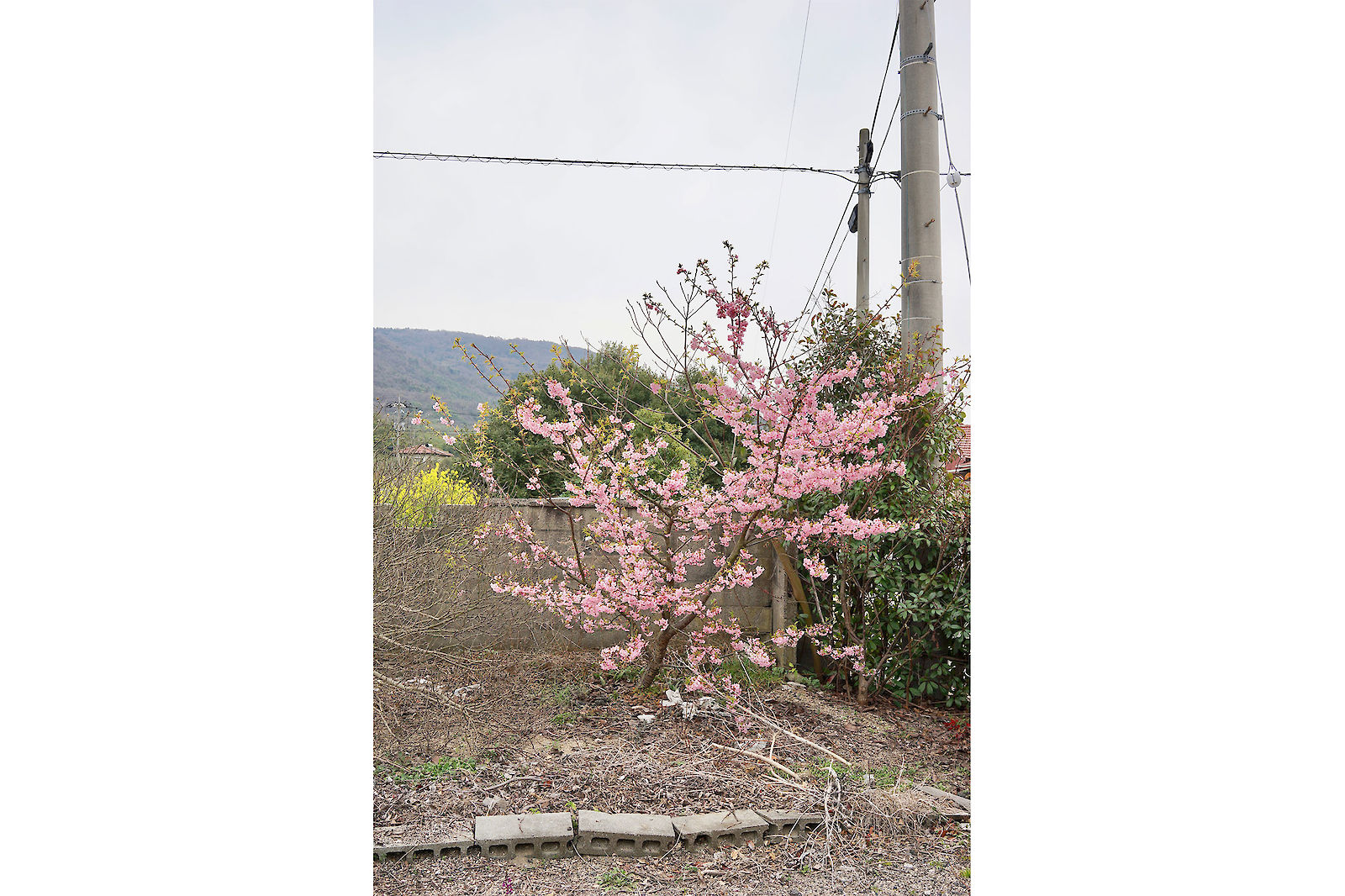 Teshima Tree