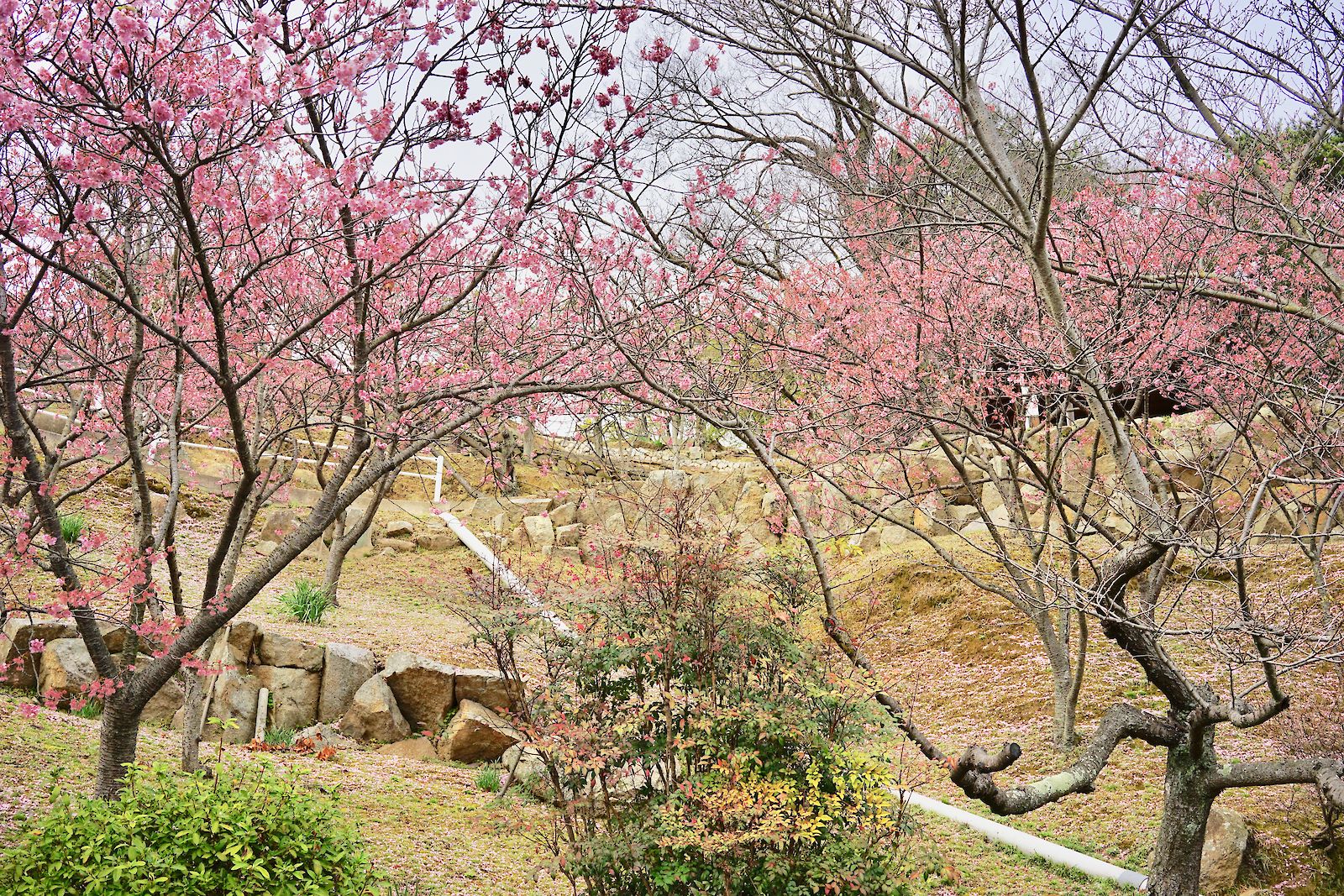 Onomichi Pink