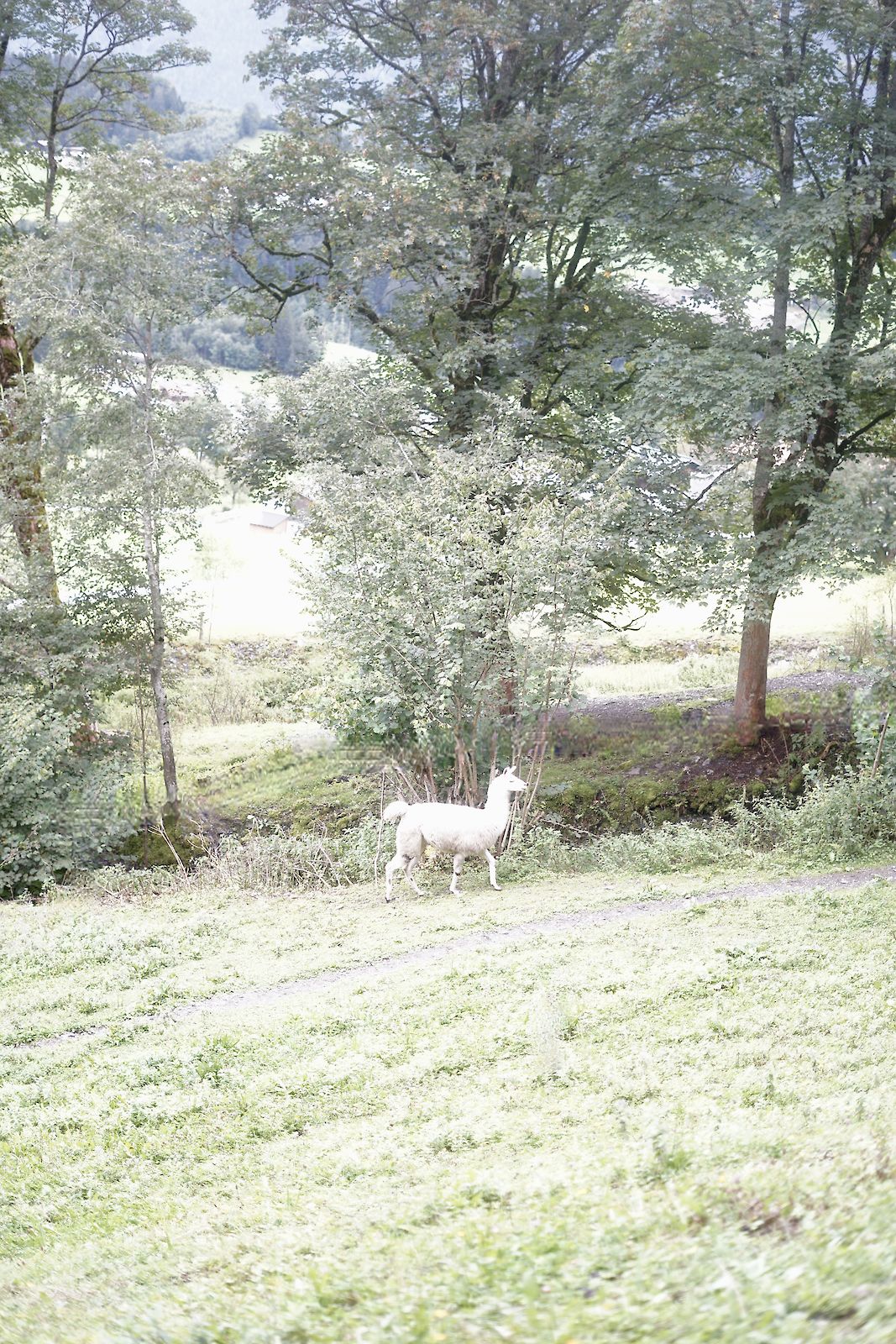 White i