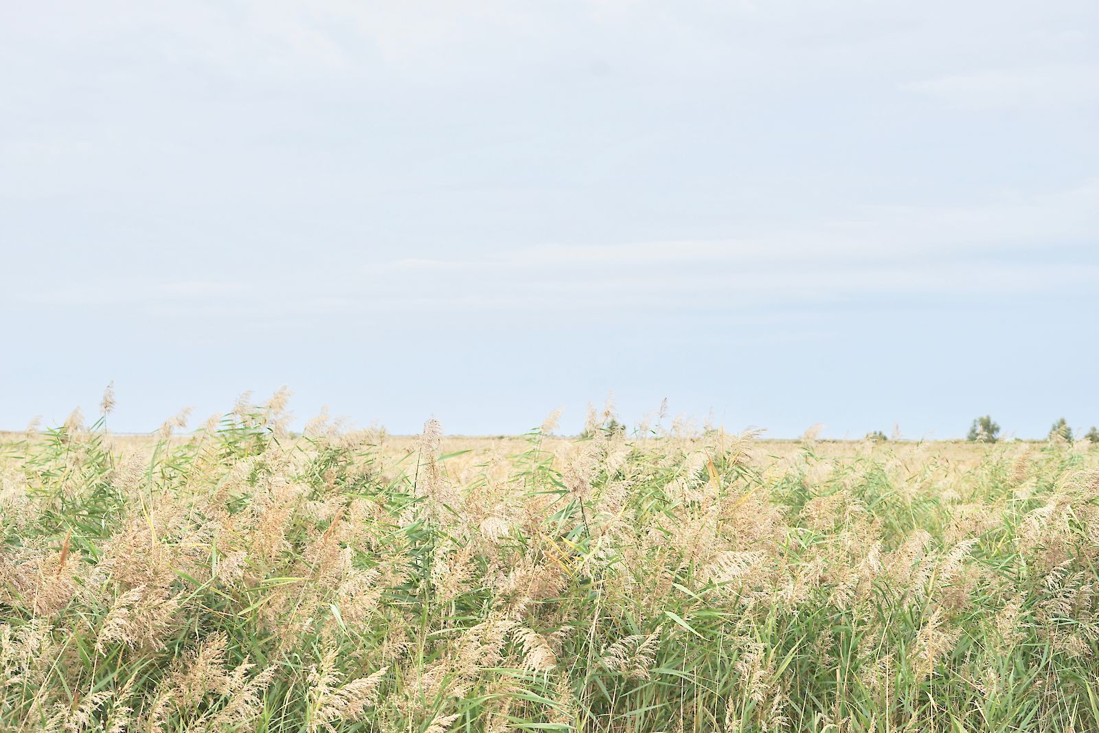 High Gras II