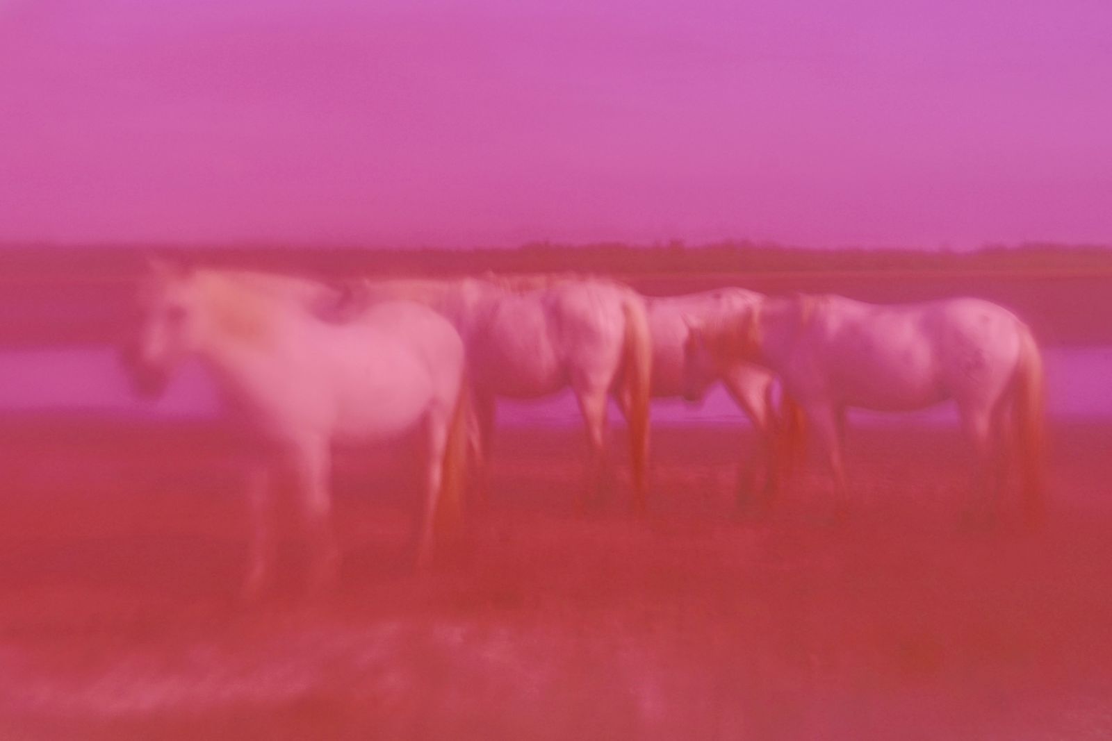 Pink Horses
