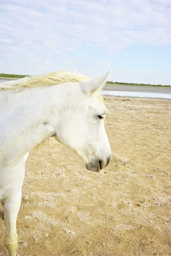 White Horse II Unicorn