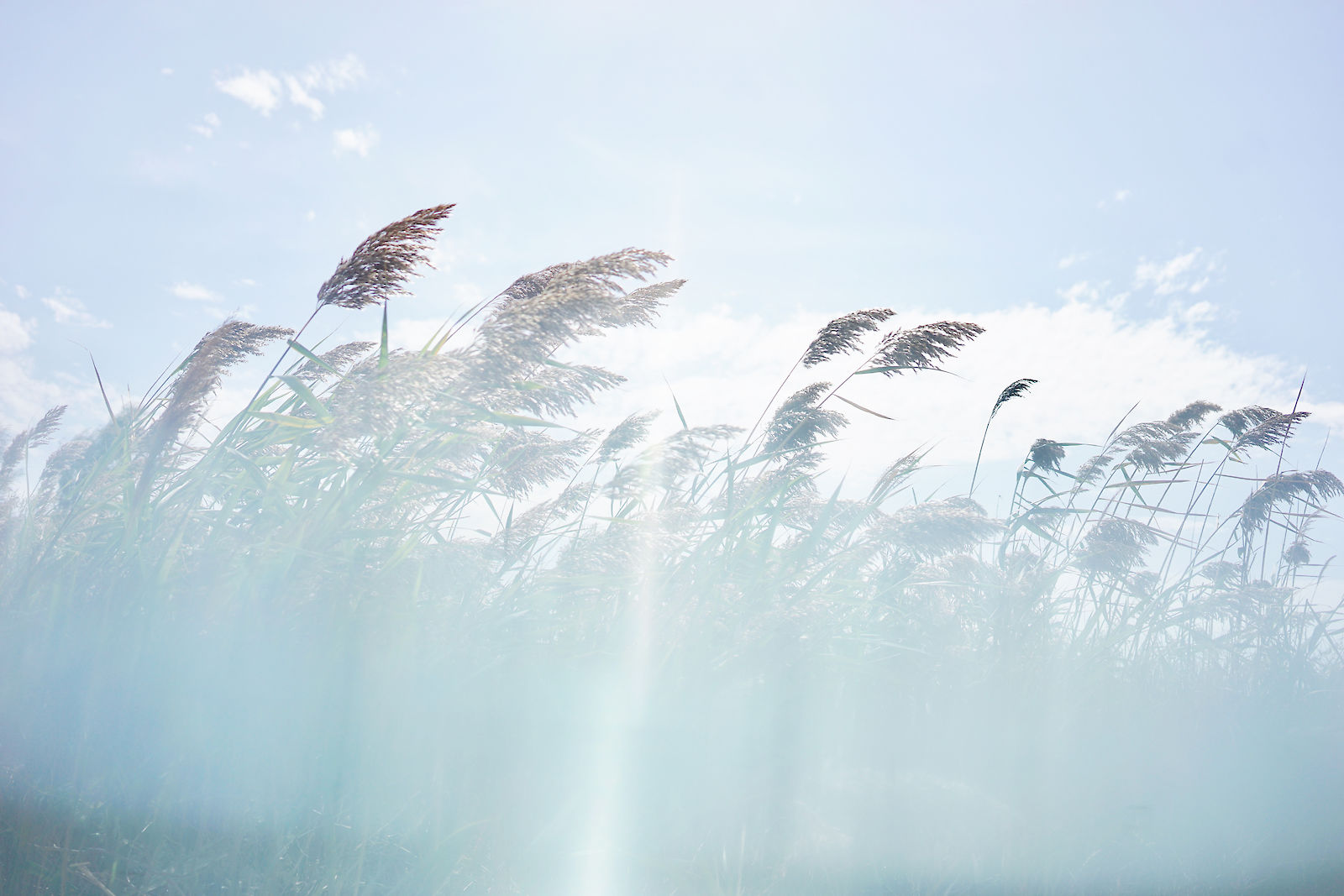 High Gras I