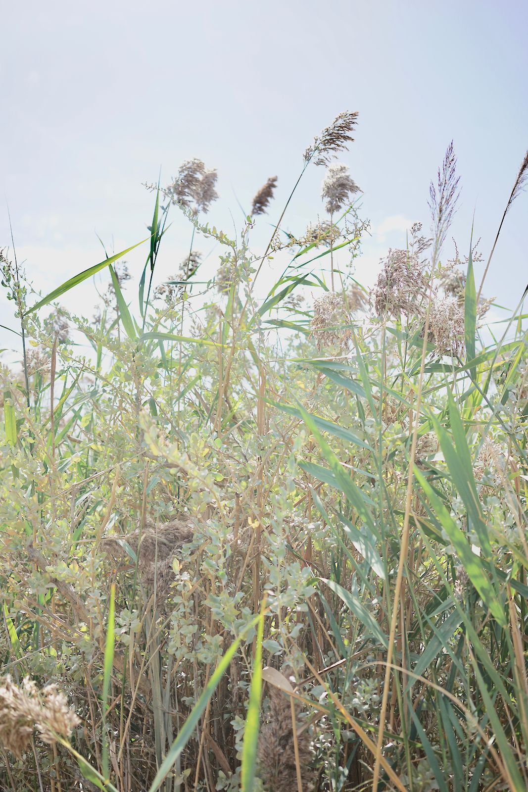 High Gras IV