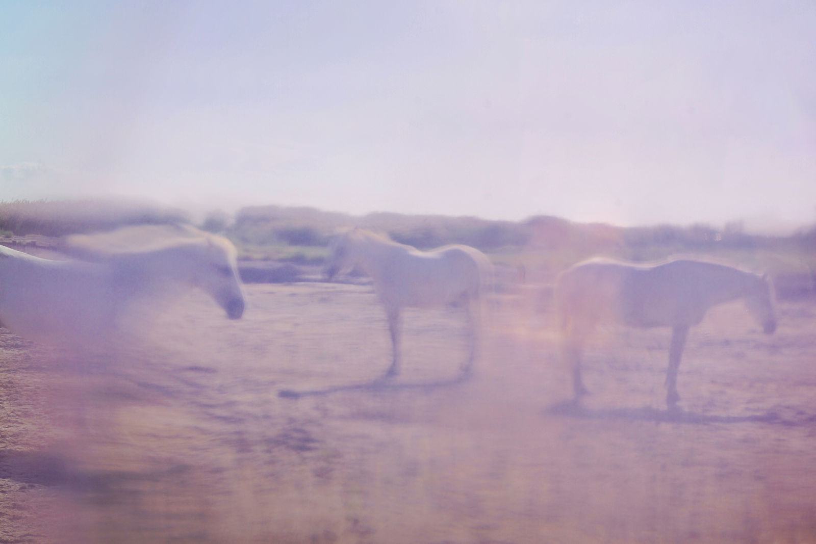 Rose Horses
