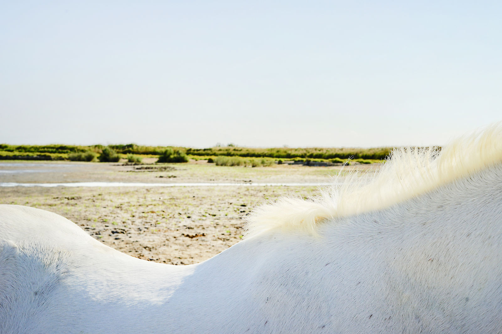 Horseshape II