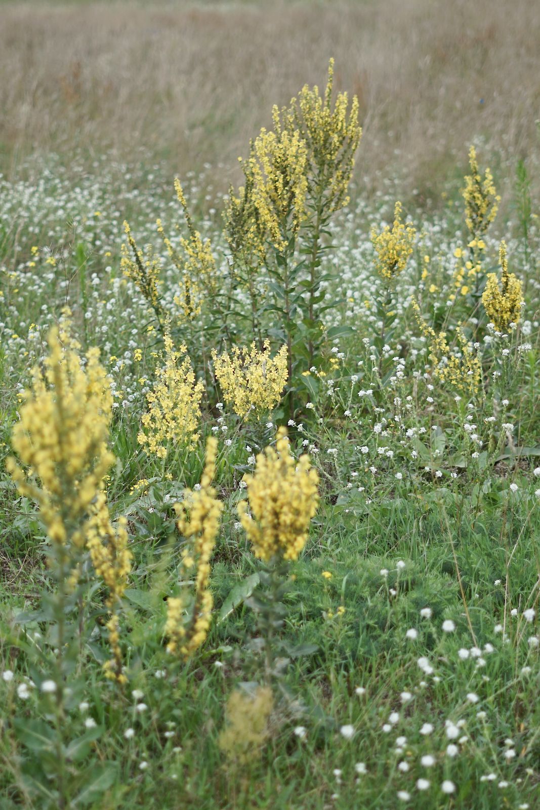 Yellow Flowers I