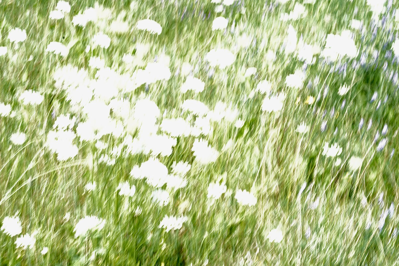 Meadowscape II