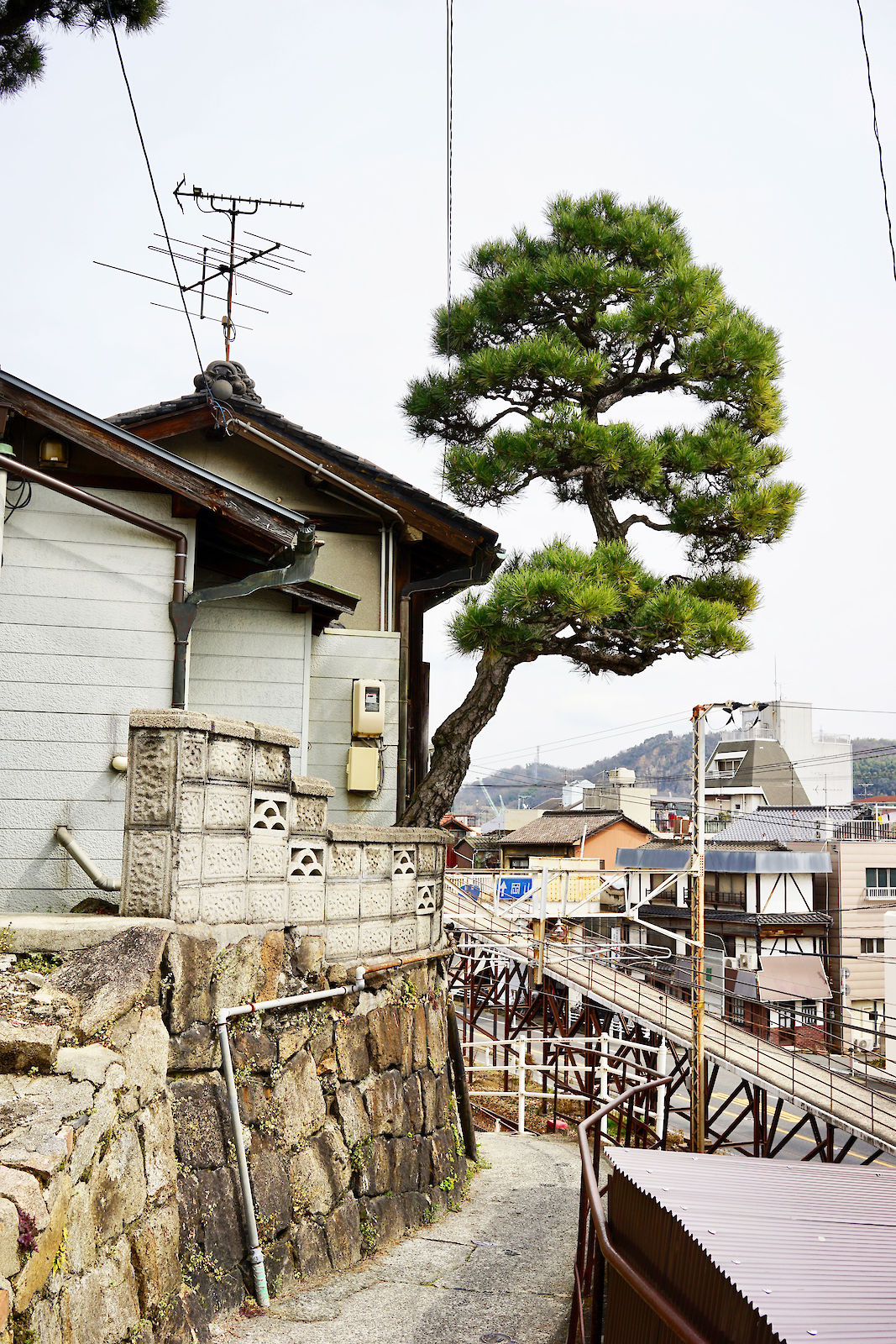 Onomichi Tree II