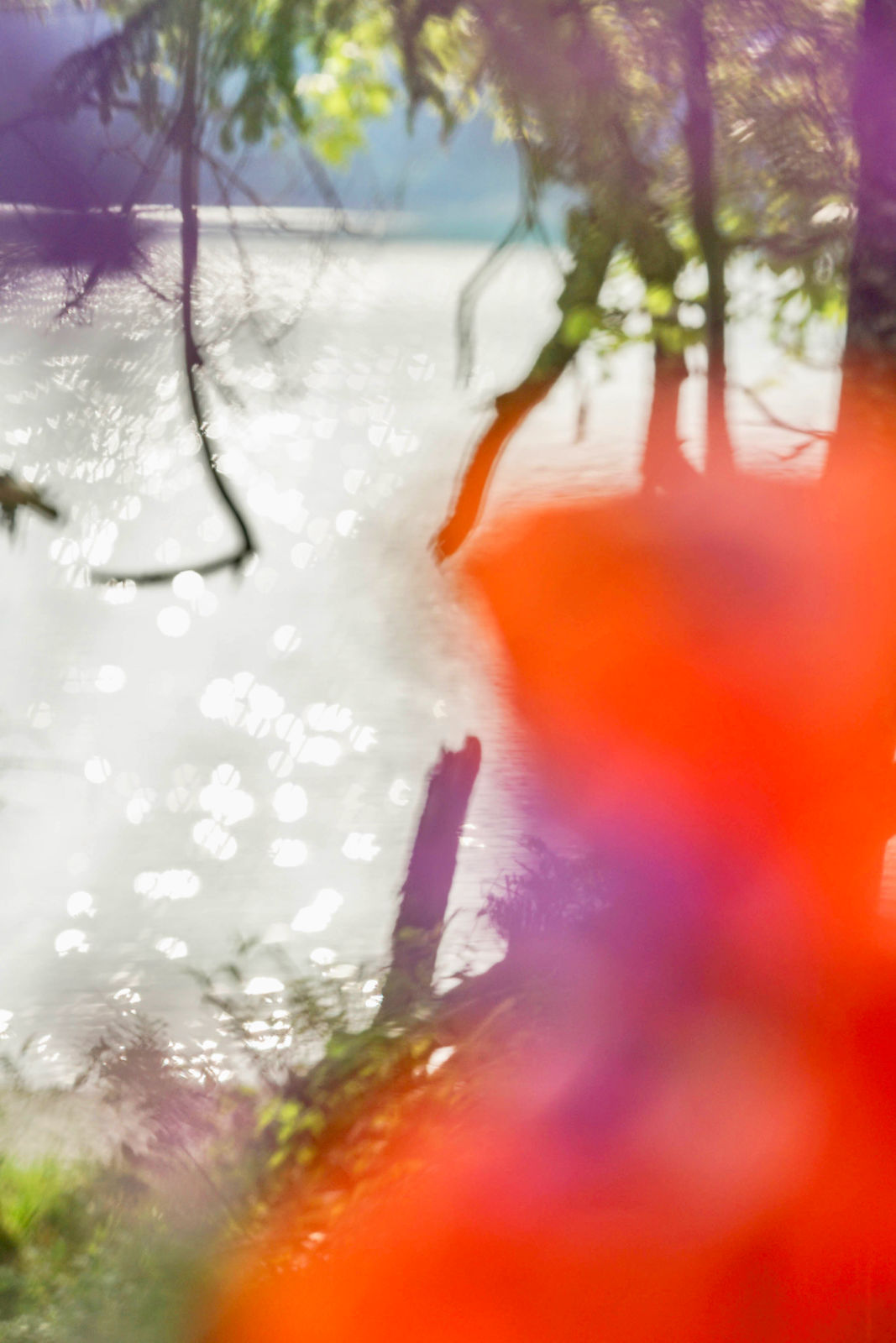 Lilac and orange II