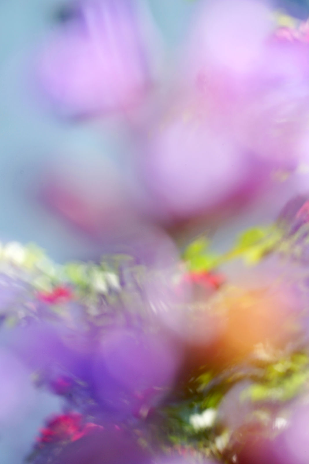 Lilac Blur